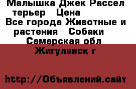 Малышка Джек Рассел терьер › Цена ­ 40 000 - Все города Животные и растения » Собаки   . Самарская обл.,Жигулевск г.